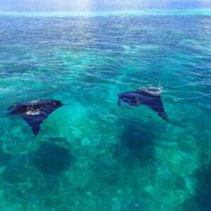 MANTA POINT