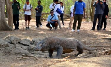 taman-nasional-komodo-labuan-bajo-800x533_c