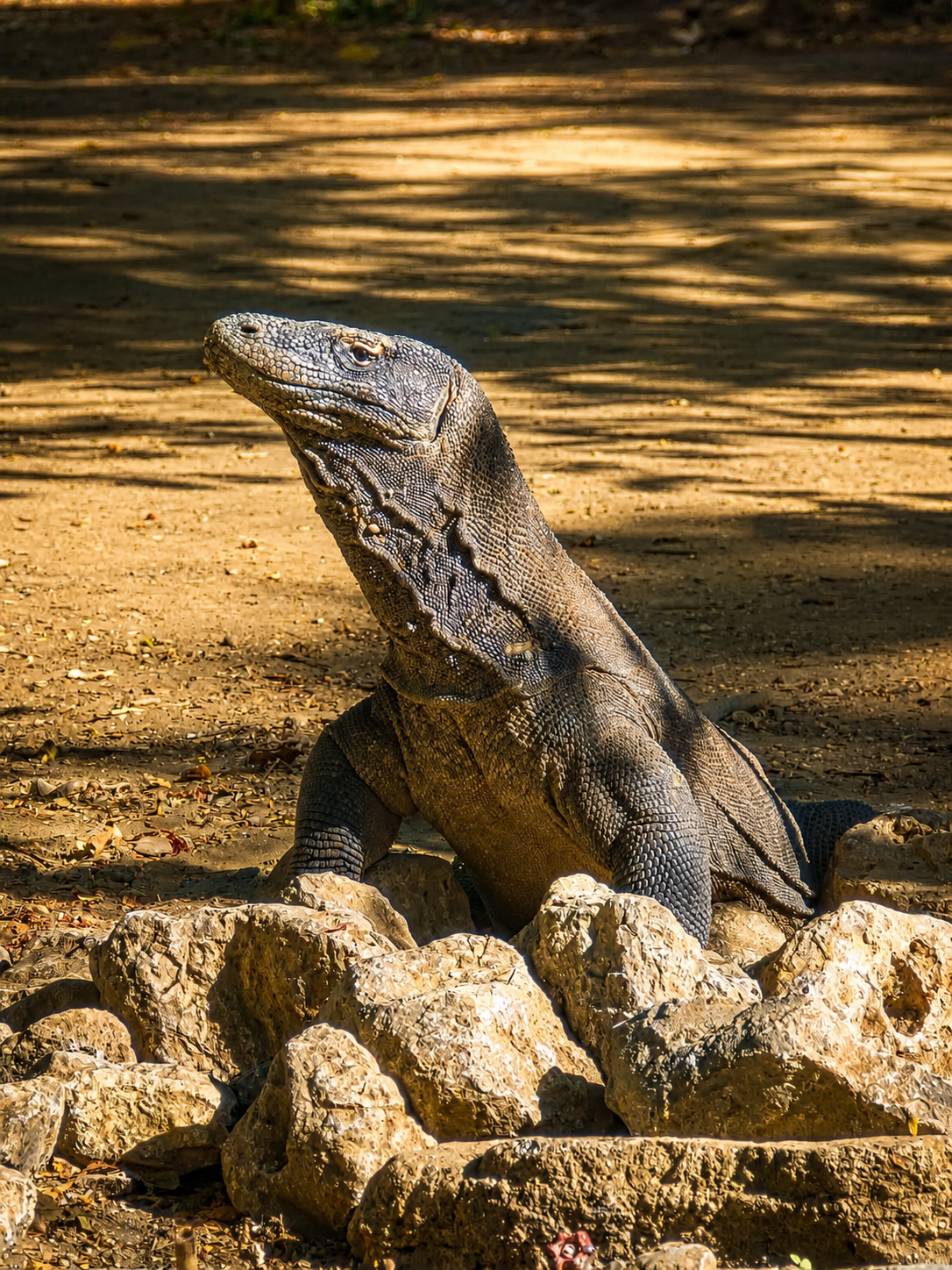 Komodo 1